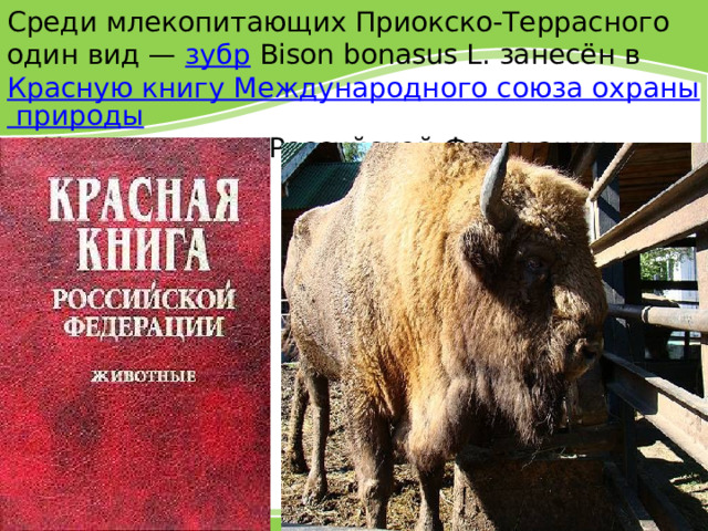 Среди млекопитающих Приокско-Террасного один вид — зубр Bison bonasus L. занесён в Красную книгу Международного союза охраны природы и Красную книгу Российской Федерации . 