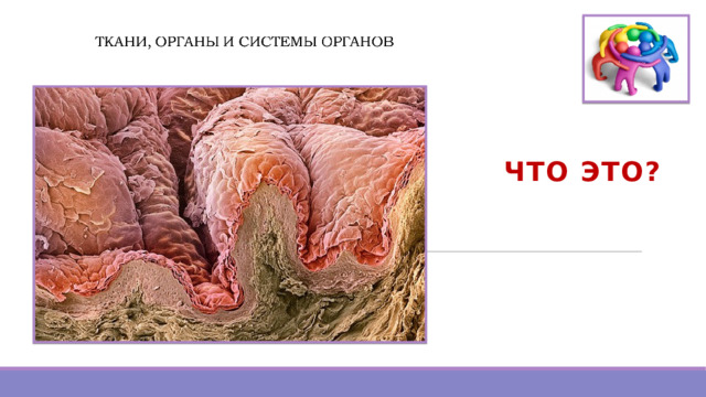  ЧТО ЭТО?  