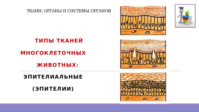  ТИПЫ ТКАНЕЙ МНОГОКЛЕТОЧНЫХ  ЖИВОТНЫХ: ЭПИТЕЛИАЛЬНЫЕ (ЭПИТЕЛИИ) 