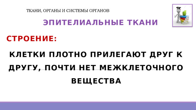   ЭПИТЕЛИАЛЬНЫЕ ТКАНИ СТРОЕНИЕ: КЛЕТКИ ПЛОТНО ПРИЛЕГАЮТ ДРУГ К ДРУГУ, ПОЧТИ НЕТ МЕЖКЛЕТОЧНОГО ВЕЩЕСТВА 