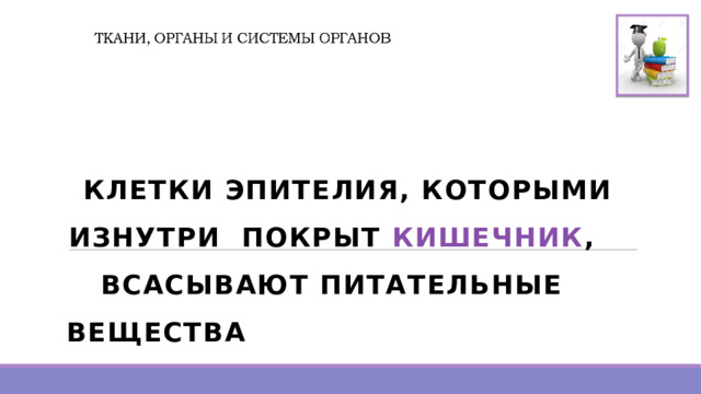    КЛЕТКИ ЭПИТЕЛИЯ, КОТОРЫМИ ИЗНУТРИ ПОКРЫТ КИШЕЧНИК , ВСАСЫВАЮТ ПИТАТЕЛЬНЫЕ ВЕЩЕСТВА  