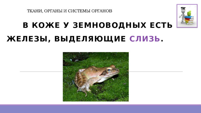 В КОЖЕ У ЗЕМНОВОДНЫХ ЕСТЬ ЖЕЛЕЗЫ, ВЫДЕЛЯЮЩИЕ СЛИЗЬ .  