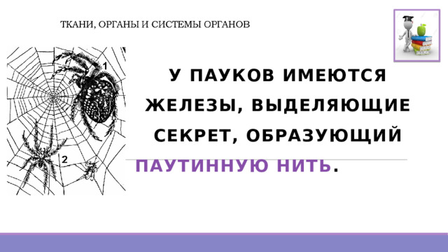  У ПАУКОВ ИМЕЮТСЯ ЖЕЛЕЗЫ, ВЫДЕЛЯЮЩИЕ секрет, образующий ПАУТИННУЮ НИТЬ .  