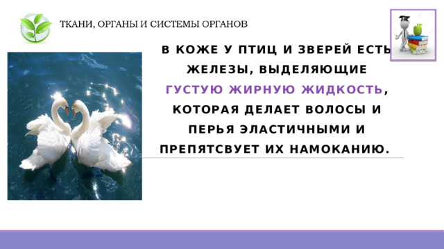 В КОЖЕ У ПТИЦ И ЗВЕРЕЙ ЕСТЬ ЖЕЛЕЗЫ, ВЫДЕЛЯЮЩИЕ ГУСТУЮ ЖИРНУЮ ЖИДКОСТЬ , КОТОРАЯ ДЕЛАЕТ ВОЛОСЫ И ПЕРЬЯ ЭЛАСТИЧНЫМИ И ПРЕПЯТСВУЕТ ИХ НАМОКАНИЮ.  