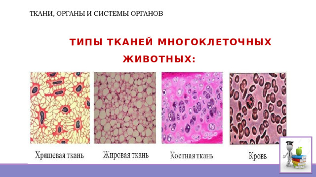   ТИПЫ ТКАНЕЙ МНОГОКЛЕТОЧНЫХ ЖИВОТНЫХ: СОЕДИНИТЕЛЬНЫЕ 