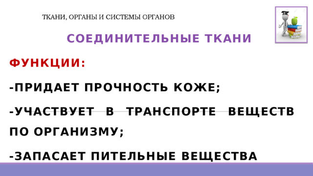  СОЕДИНИТЕЛЬНЫЕ ТКАНИ ФУНКЦИИ: -ПРИДАЕТ ПРОЧНОСТЬ КОЖЕ; -УЧАСТВУЕТ В ТРАНСПОРТЕ ВЕЩЕСТВ ПО ОРГАНИЗМУ; -ЗАПАСАЕТ ПИТЕЛЬНЫЕ ВЕЩЕСТВА 
