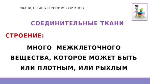   СОЕДИНИТЕЛЬНЫЕ ТКАНИ СТРОЕНИЕ: МНОГО МЕЖКЛЕТОЧНОГО ВЕЩЕСТВА, КОТОРОЕ МОЖЕТ БЫТЬ ИЛИ ПЛОТНЫМ, ИЛИ РЫХЛЫМ 
