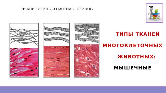   ТИПЫ ТКАНЕЙ МНОГОКЛЕТОЧНЫХ  ЖИВОТНЫХ: МЫШЕЧНЫЕ 