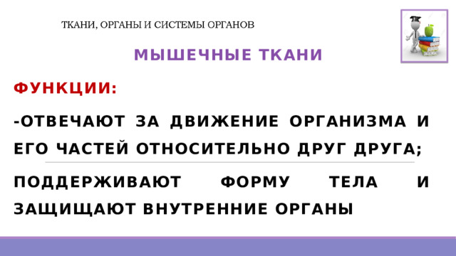  МЫШЕЧНЫЕ ТКАНИ ФУНКЦИИ: -ОТВЕЧАЮТ ЗА ДВИЖЕНИЕ ОРГАНИЗМА И ЕГО ЧАСТЕЙ ОТНОСИТЕЛЬНО ДРУГ ДРУГА; ПОДДЕРЖИВАЮТ ФОРМУ ТЕЛА И ЗАЩИЩАЮТ ВНУТРЕННИЕ ОРГАНЫ  