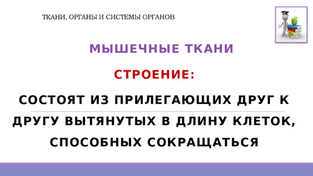   МЫШЕЧНЫЕ ТКАНИ СТРОЕНИЕ: СОСТОЯТ ИЗ ПРИЛЕГАЮЩИХ ДРУГ К ДРУГУ ВЫТЯНУТЫХ В ДЛИНУ КЛЕТОК, СПОСОБНЫХ СОКРАЩАТЬСЯ 