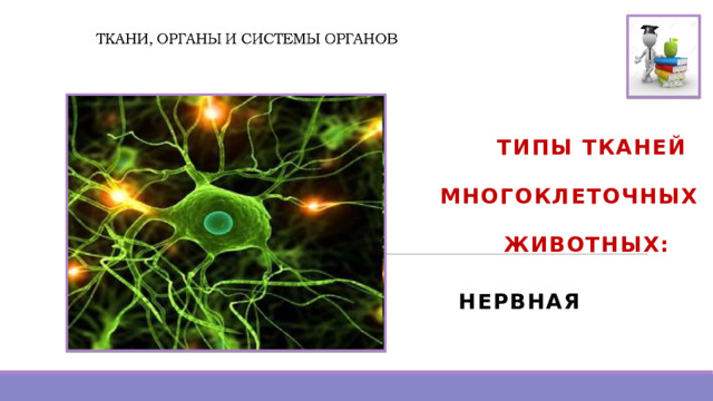   ТИПЫ ТКАНЕЙ МНОГОКЛЕТОЧНЫХ  ЖИВОТНЫХ: НЕРВНАЯ  