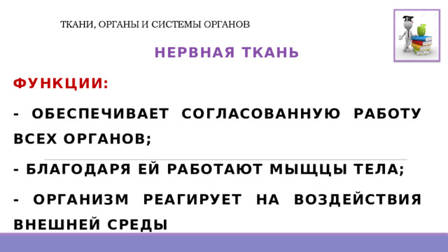   НЕРВНАЯ ТКАНЬ ФУНКЦИИ: - ОБЕСПЕЧИВАЕТ СОГЛАСОВАННУЮ РАБОТУ ВСЕХ ОРГАНОВ; - БЛАГОДАРЯ ЕЙ РАБОТАЮТ МЫЩЦЫ ТЕЛА; - ОРГАНИЗМ РЕАГИРУЕТ НА ВОЗДЕЙСТВИЯ ВНЕШНЕЙ СРЕДЫ 