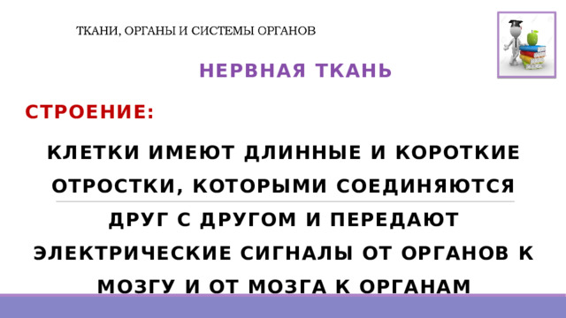   НЕРВНАЯ ТКАНЬ СТРОЕНИЕ: КЛЕТКИ ИМЕЮТ ДЛИННЫЕ И КОРОТКИЕ ОТРОСТКИ, КОТОРЫМИ СОЕДИНЯЮТСЯ ДРУГ С ДРУГОМ И ПЕРЕДАЮТ ЭЛЕКТРИЧЕСКИЕ СИГНАЛЫ ОТ ОРГАНОВ К МОЗГУ И ОТ МОЗГА К ОРГАНАМ 