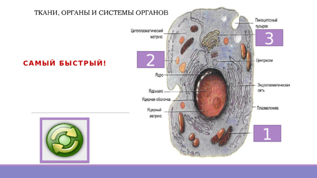3 2 САМЫЙ БЫСТРЫЙ!            1 