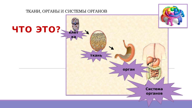 ЧТО ЭТО?    клетка ткань орган Система органов 