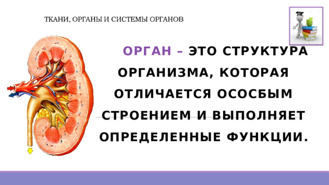   ОРГАН – ЭТО СТРУКТУРА ОРГАНИЗМА, КОТОРАЯ ОТЛИЧАЕТСЯ ОСОСБЫМ СТРОЕНИЕМ И ВЫПОЛНЯЕТ ОПРЕДЕЛЕННЫЕ ФУНКЦИИ. 