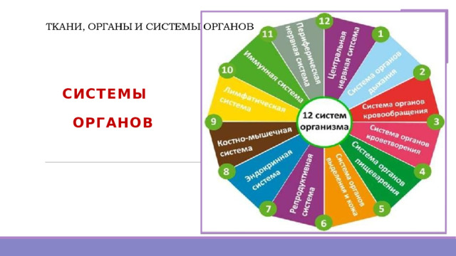 СИСТЕМЫ  ОРГАНОВ    