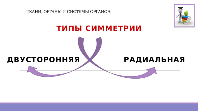  ТИПЫ СИММЕТРИИ  ДВУСТОРОННЯЯ РАДИАЛЬНАЯ    