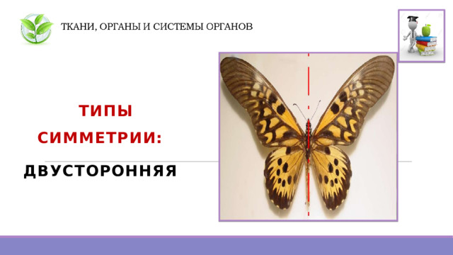  ТИПЫ СИММЕТРИИ: ДВУСТОРОННЯЯ   