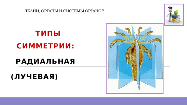  ТИПЫ СИММЕТРИИ: РАДИАЛЬНАЯ (ЛУЧЕВАЯ)   