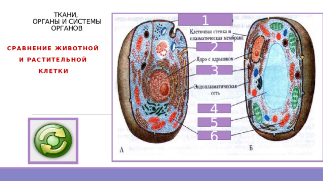 ТКАНИ,  ОРГАНЫ И СИСТЕМЫ ОРГАНОВ 1 Сравнение животной и растительной клетки           2 3 4 5 6 