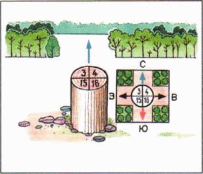 В лесу определить. Квартальные столбы в лесу ориентирование. Ориентирование по местным признакам: квартальные столбы. Квартальный столб ориентирование. Определение сторон света по квартальным столбам.