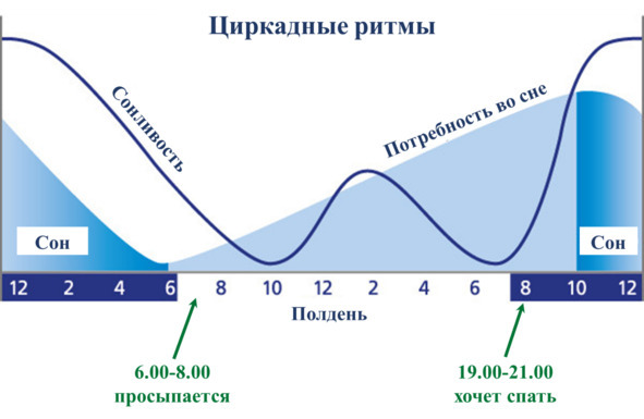 Биоритм кольчугино телефон. Инфрадианные биоритмы. Бионумерологические ритмы. Инфрадианные биоритмы человека. Мезоритмы период повторения.