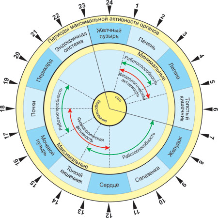 Меридианы человека по часам активности схема