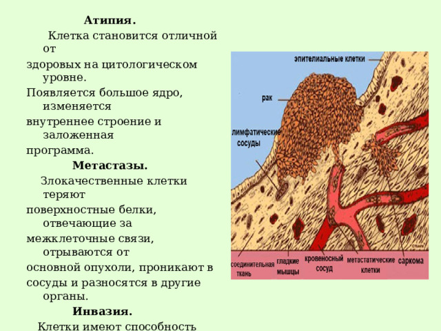  Атипия.   Клетка становится отличной от здоровых на цитологическом уровне. Появляется большое ядро, изменяется внутреннее строение и заложенная программа.  Метастазы.  Злокачественные клетки теряют поверхностные белки, отвечающие за межклеточные связи, отрываются от основной опухоли, проникают в сосуды и разносятся в другие органы.   Инвазия.  Клетки имеют способность врастать в здоровые ткани, разрушать их. При этом они выделяют ядовитые вещества, продукты жизнедеятельности, которые помогают росту опухоли. 