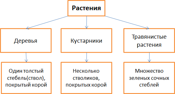 Чем отличаются деревья от кустарников. Деревья кустарники травы признаки. Отличительные признаки деревьев кустарников и трав. Отличительная признаки растения-деревья. Отличительные признаки деревьев.