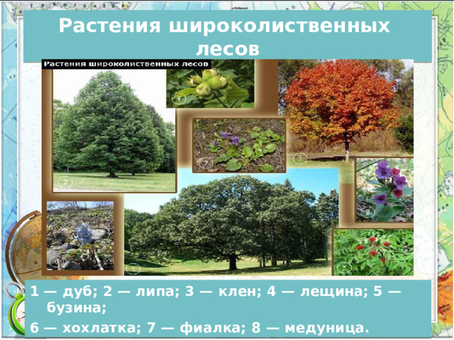 Растения широколиственных лесов 1 — дуб; 2 — липа; 3 — клен; 4 — лещина; 5 — бузина; 6 — хохлатка; 7 — фиалка; 8 — медуница. 