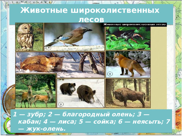 Животные широколиственных лесов 1 — зубр; 2 — благородный олень; 3 — кабан; 4 — лиса; 5 — сойка; 6 — неясыть; 7 — жук-олень. 