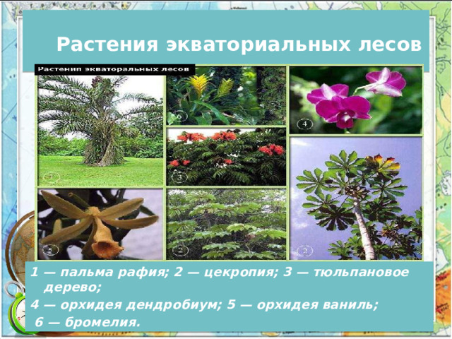  Растения экваториальных лесов 1 — пальма рафия; 2 — цекропия; 3 — тюльпановое дерево; 4 — орхидея дендробиум; 5 — орхидея ваниль;  6 — бромелия. 