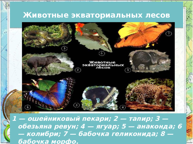 Животные экваториальных лесов 1 — ошейниковый пекари; 2 — тапир; 3 — обезьяна ревун; 4 — ягуар; 5 — анаконда; 6 — колибри; 7 — бабочка геликонида; 8 — бабочка морфо. 