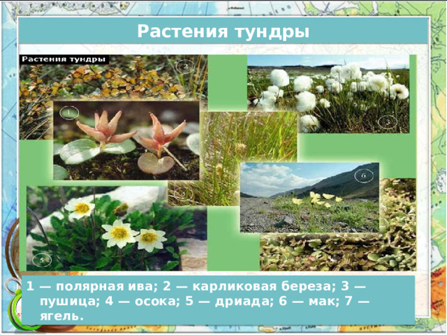 Растения тундры 1 — полярная ива; 2 — карликовая береза; 3 — пушица; 4 — осока; 5 — дриада; 6 — мак; 7 — ягель. 
