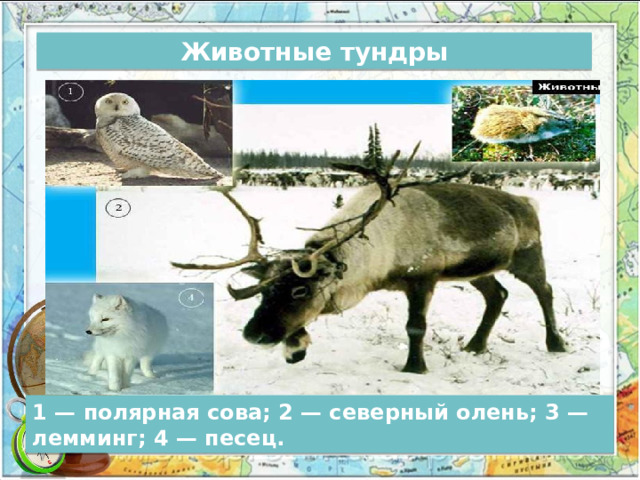 Животные тундры 1 — полярная сова; 2 — северный олень; 3 — лемминг; 4 — песец. 