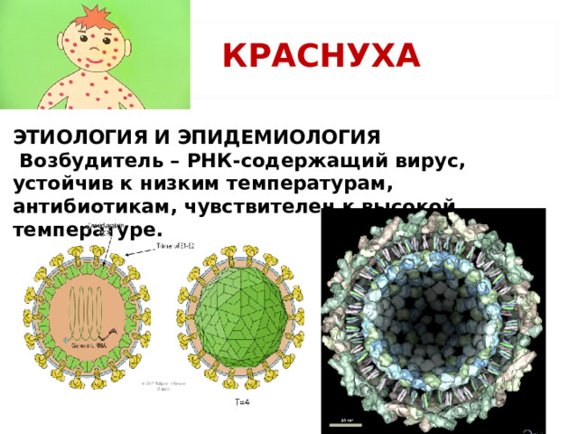 КРАСНУХА ЭТИОЛОГИЯ И ЭПИДЕМИОЛОГИЯ  Возбудитель – РНК-содержащий вирус, устойчив к низким температурам, антибиотикам, чувствителен к высокой температуре.    