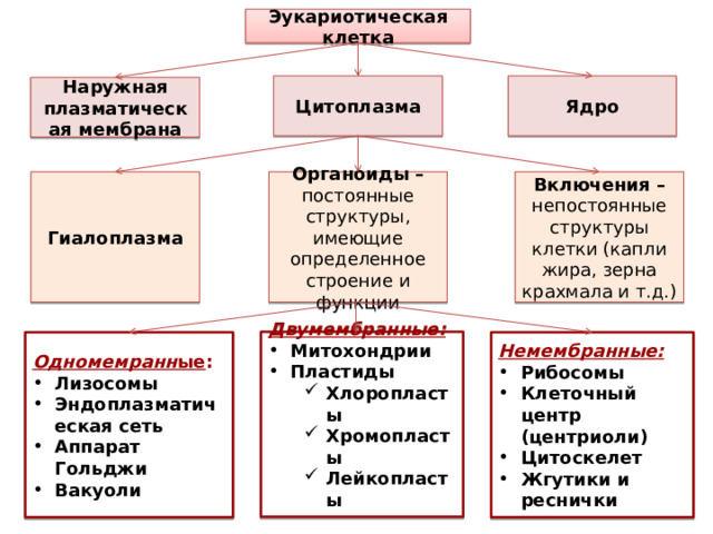 Эукариотическая клетка Цитоплазма Ядро Наружная плазматическая мембрана Органоиды – постоянные структуры, имеющие определенное строение и функции Включения – непостоянные структуры клетки (капли жира, зерна крахмала и т.д.) Гиалоплазма Двумембранные: Митохондрии Пластиды Хлоропласты Хромопласты Лейкопласты Хлоропласты Хромопласты Лейкопласты  Одномемранн ые : Немембранные: Лизосомы Эндоплазматическая сеть Аппарат Гольджи Вакуоли Рибосомы Клеточный центр (центриоли) Цитоскелет Жгутики и реснички 