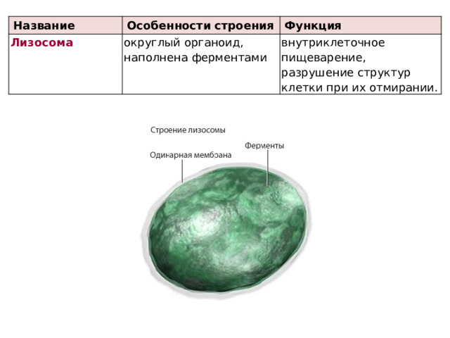 Название Особенности строения Лизосома округлый органоид, наполнена ферментами Функция внутри­клеточное пищеварение, разрушение структур клетки при их отмирании. 