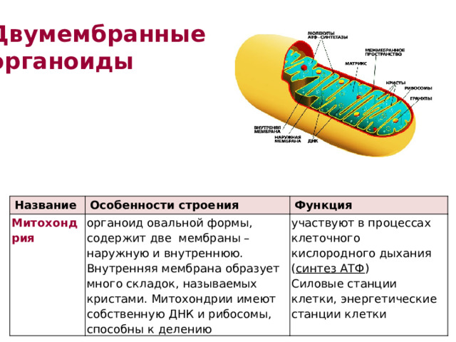 Двумембранные органоиды Название Митохондрия Особенности строения Функция органоид овальной формы, содержит две мембраны – наружную и внутреннюю. Внутренняя мембрана образует много складок, называемых кристами. Митохондрии имеют собственную ДНК и рибосомы, способны к делению участвуют в процессах клеточного кислородного дыхания ( синтез АТФ ) Силовые станции клетки, энергетические станции клетки 