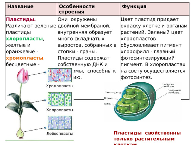 Название Пластиды. Особенности строения Функция Различают зеленые пластиды хлоропласты , желтые и оранжевые - хромопласты , бесцветные - лейкопласты . Они окружены двойной мембраной, внутренняя образует много складчатых выростов, собранных в стопки - граны. Пластиды содержат собст­венную ДНК и рибосомы, способны к делению. Цвет пластид придает окраску клетке и органам растений. Зеленый цвет хлоропластов обусловливает пигмент хлорофилл - главный фотосинтезирующий пигмент. В хлоропластах на свету осуще­ствляется фотосинтез. Лейкопласты накапливают запасные вещества Пластиды свойственны только растительным клеткам. 