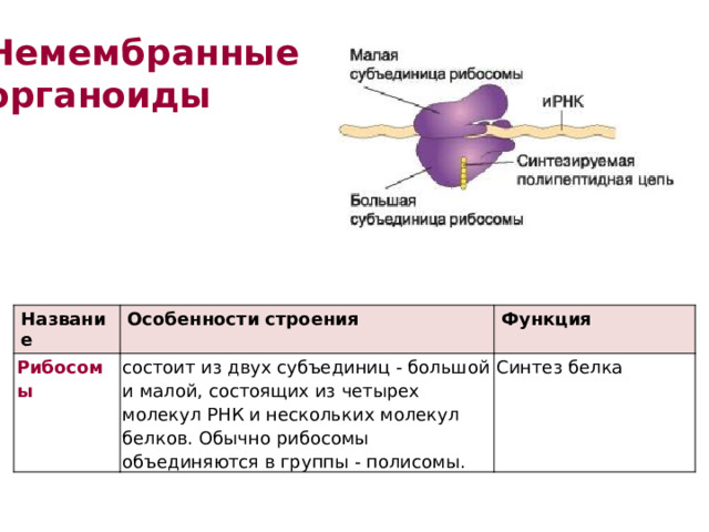 Немембранные органоиды Название Рибосомы Особенности строения Функция состоит из двух субъеди­ниц - большой и малой, состоящих из четырех молекул РНК и нескольких молекул белков. Обычно рибосомы объединяются в группы - полисомы. Синтез белка 