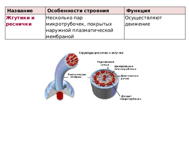 Название Особенности строения Жгутики и реснички Несколько пар микротрубочек, покрытых наружной плазматической мембраной Функция Осуществляют движение 