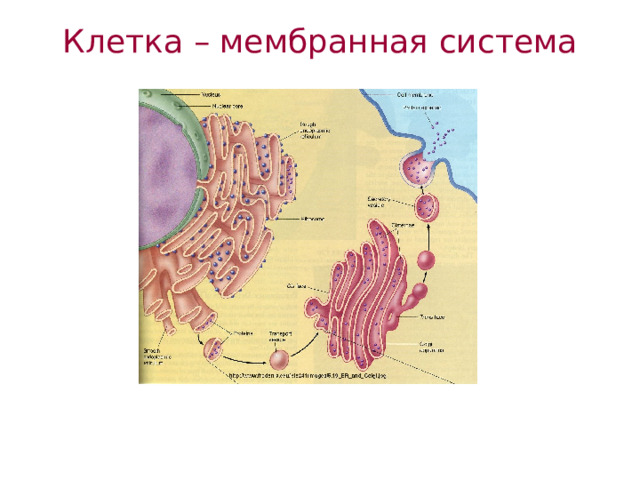 Клетка – мембранная система 