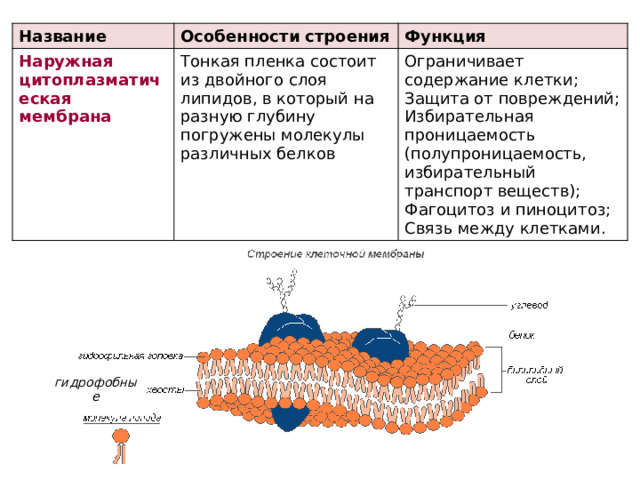 Название Особенности строения Наружная цитоплазматическая мембрана Тонкая пленка состоит из двойного слоя липидов, в который на разную глубину погружены молекулы различных белков Функция Ограничивает содержание клетки; Защита от повреждений; Избирательная проницаемость (полупроницаемость, избирательный транспорт веществ); Фагоцитоз и пиноцитоз; Связь между клетками. гидрофобные 