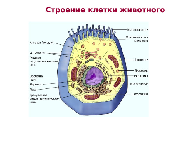 Строение клетки животного 