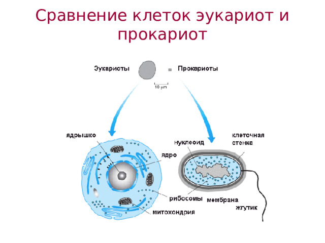 Сравнение клеток эукариот и прокариот 