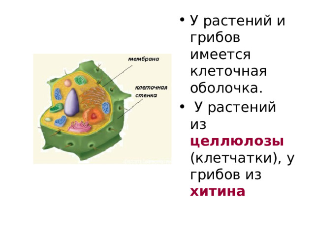 У растений и грибов имеется клеточная оболочка.  У растений из целлюлозы  (клетчатки), у грибов из хитина 