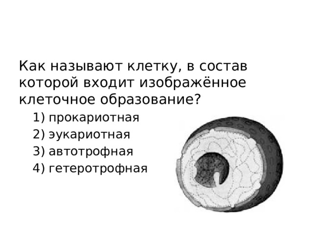 Как называют клетку, в состав которой входит изображённое клеточное образование? 1) прокариотная 2) эукариотная 3) автотрофная 4) гетеротрофная 