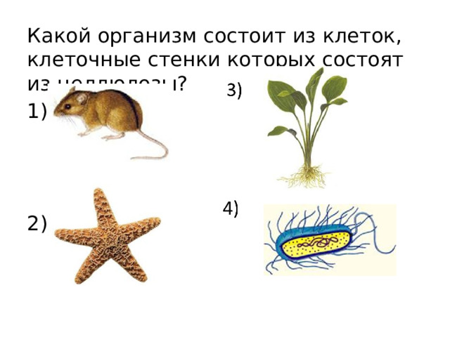 Какой организм состоит из клеток, клеточные стенки которых состоят из целлюлозы? 1) 3) 2) 